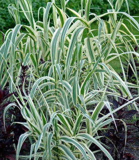 Arundo donax 'Ely' 